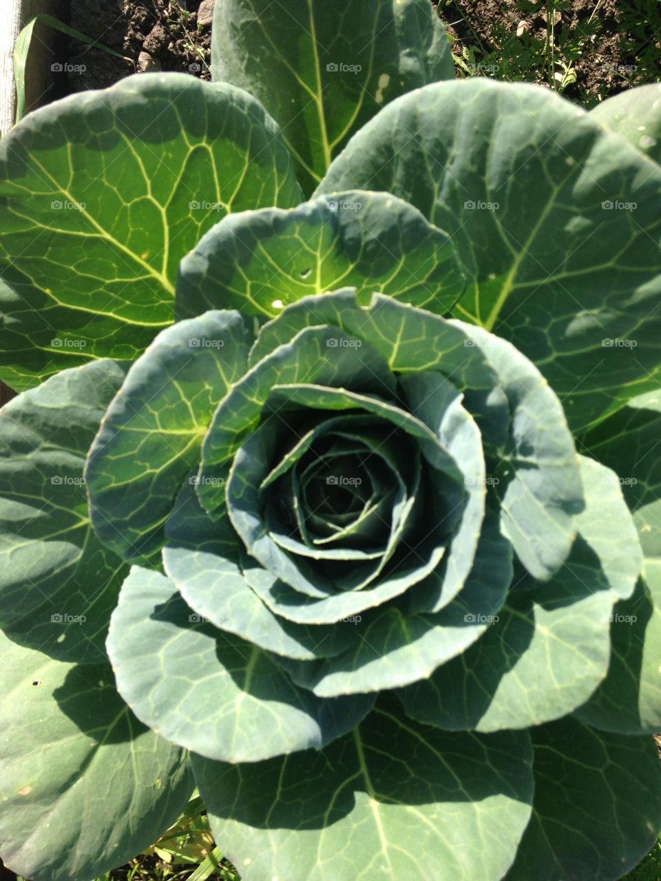 Cabbage