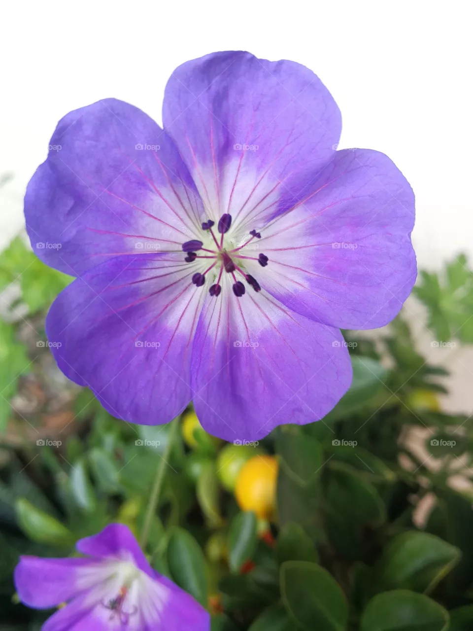 Purple