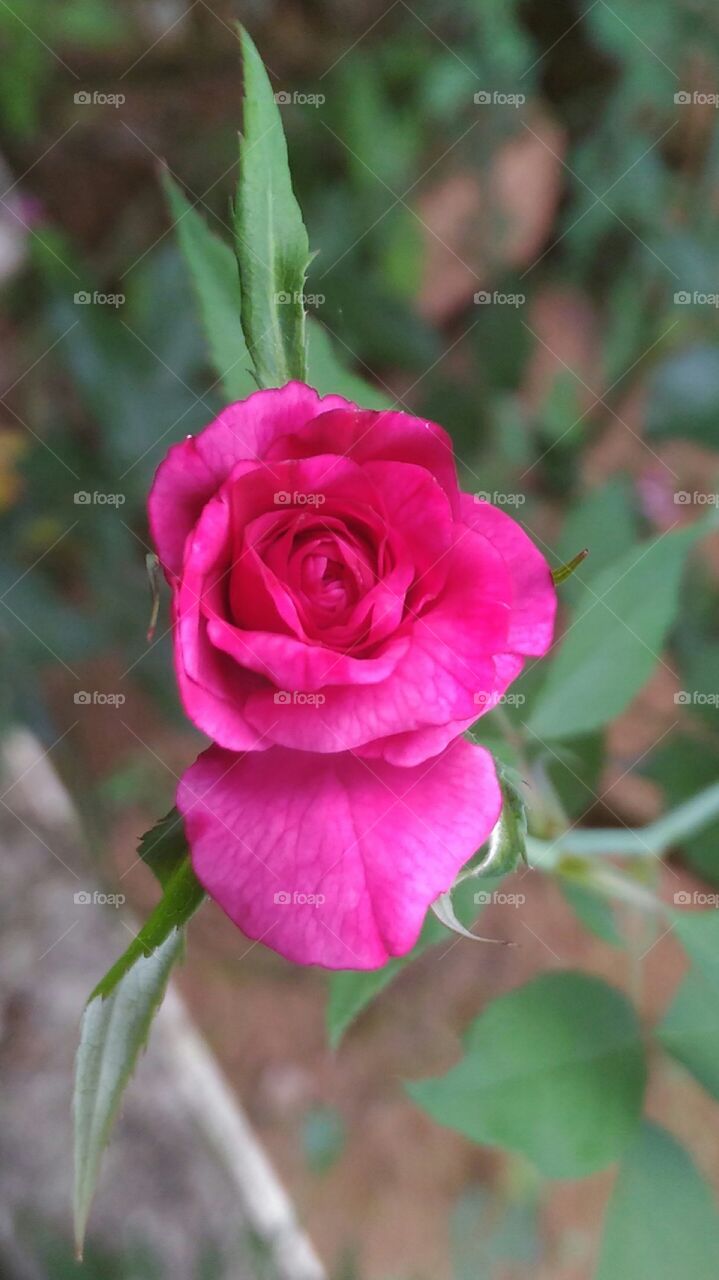 Rose  Flower  in  a  Garden