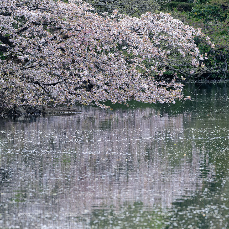Pink sakura petals float on the surface of a pond under a sakura tree