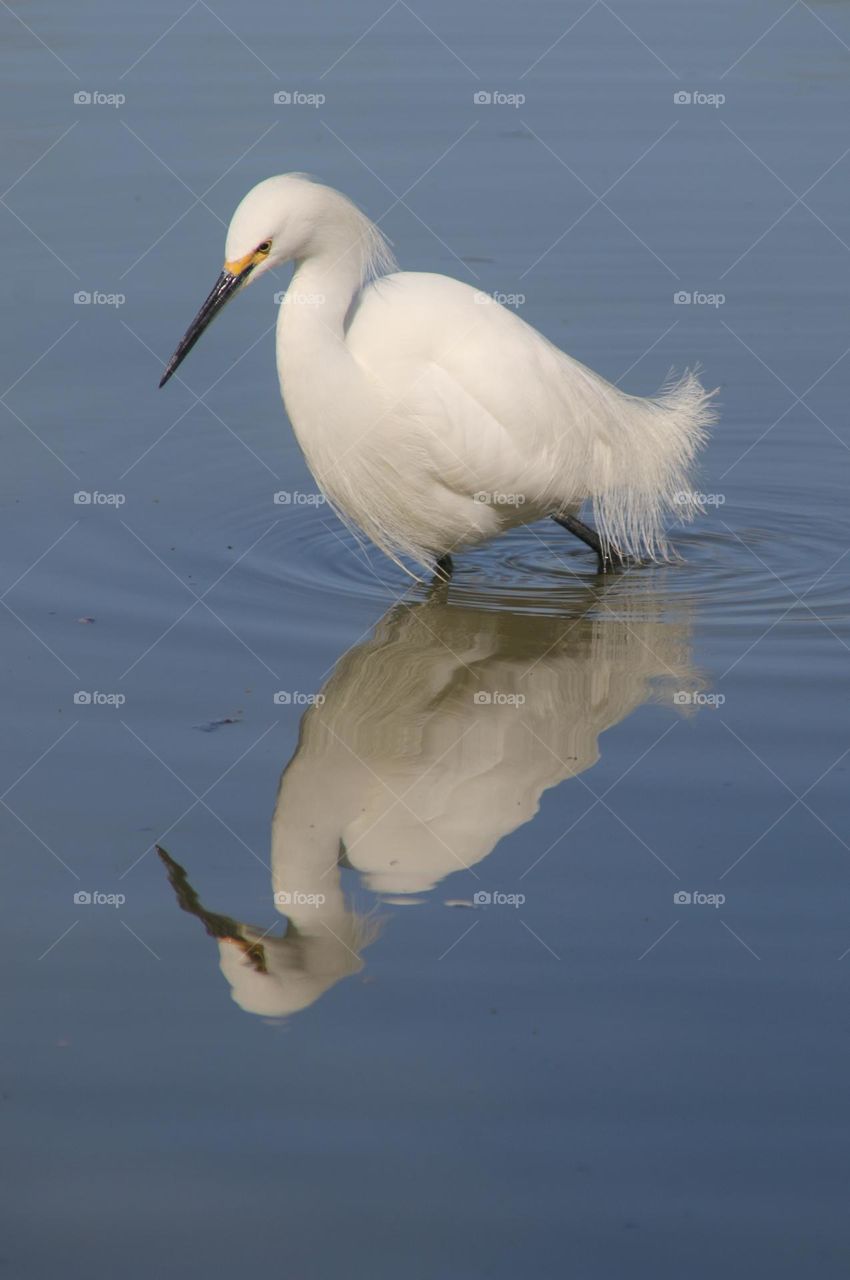 White Egret Reflections