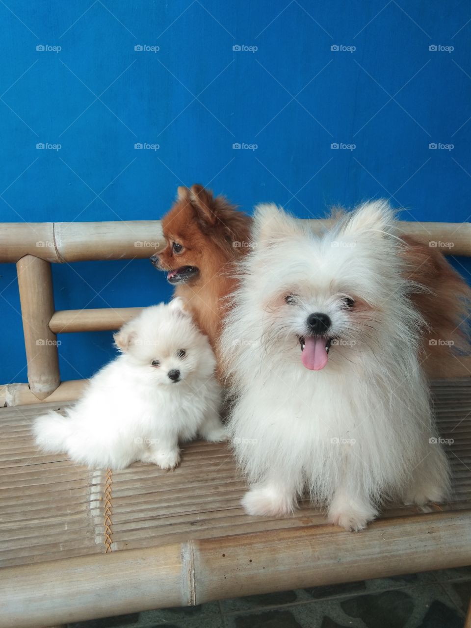 pomeranian mini dog family