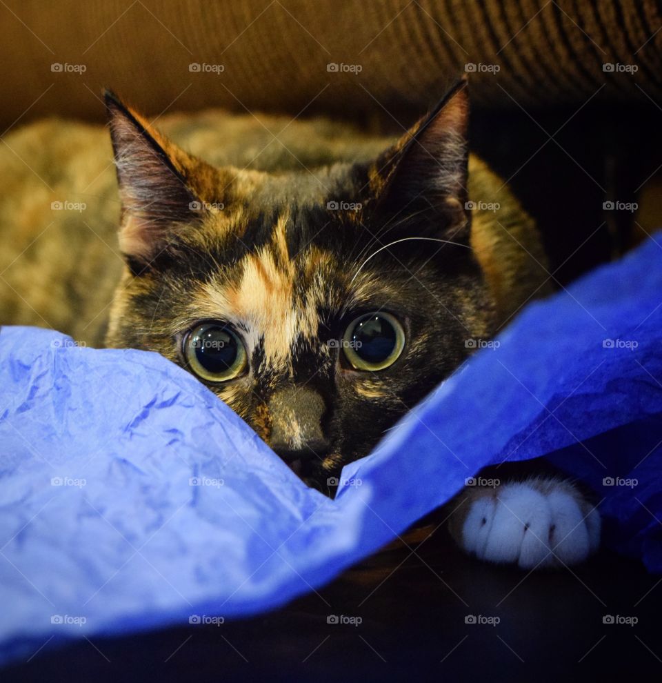 Playful kitty, Itty Bit! Playing with her new favorite toy, tissue paper! Why tissue paper is her favorite, no one knows! 