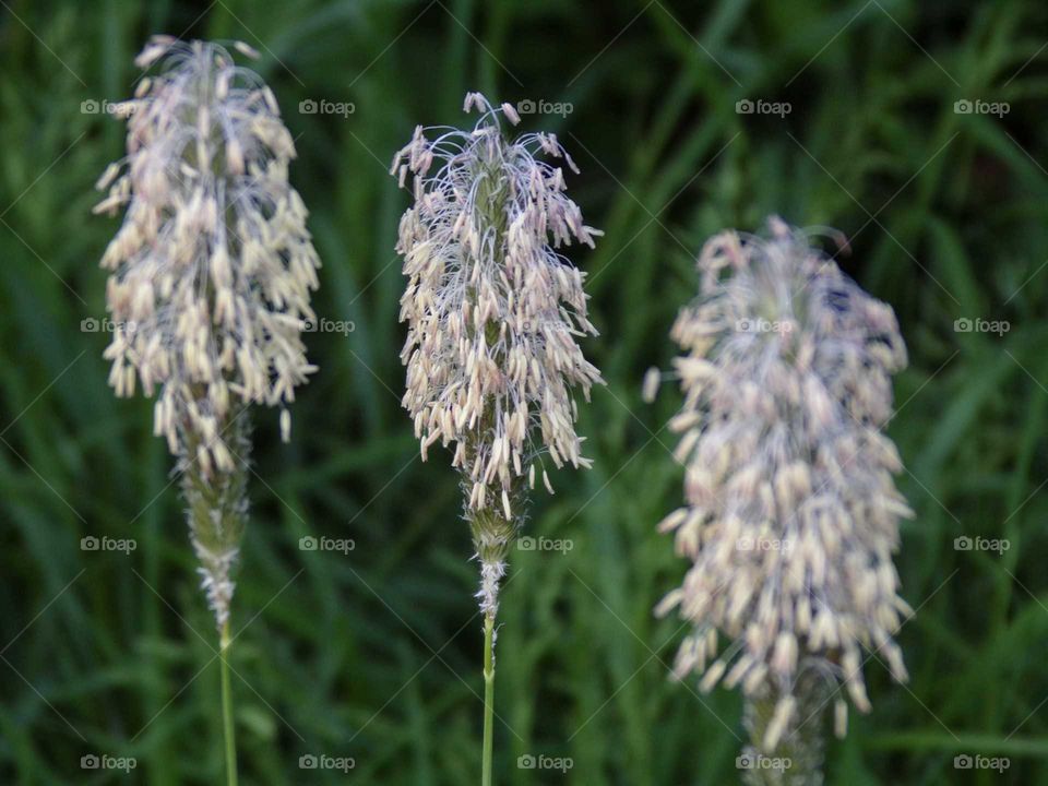 Gräser am Straßenrand