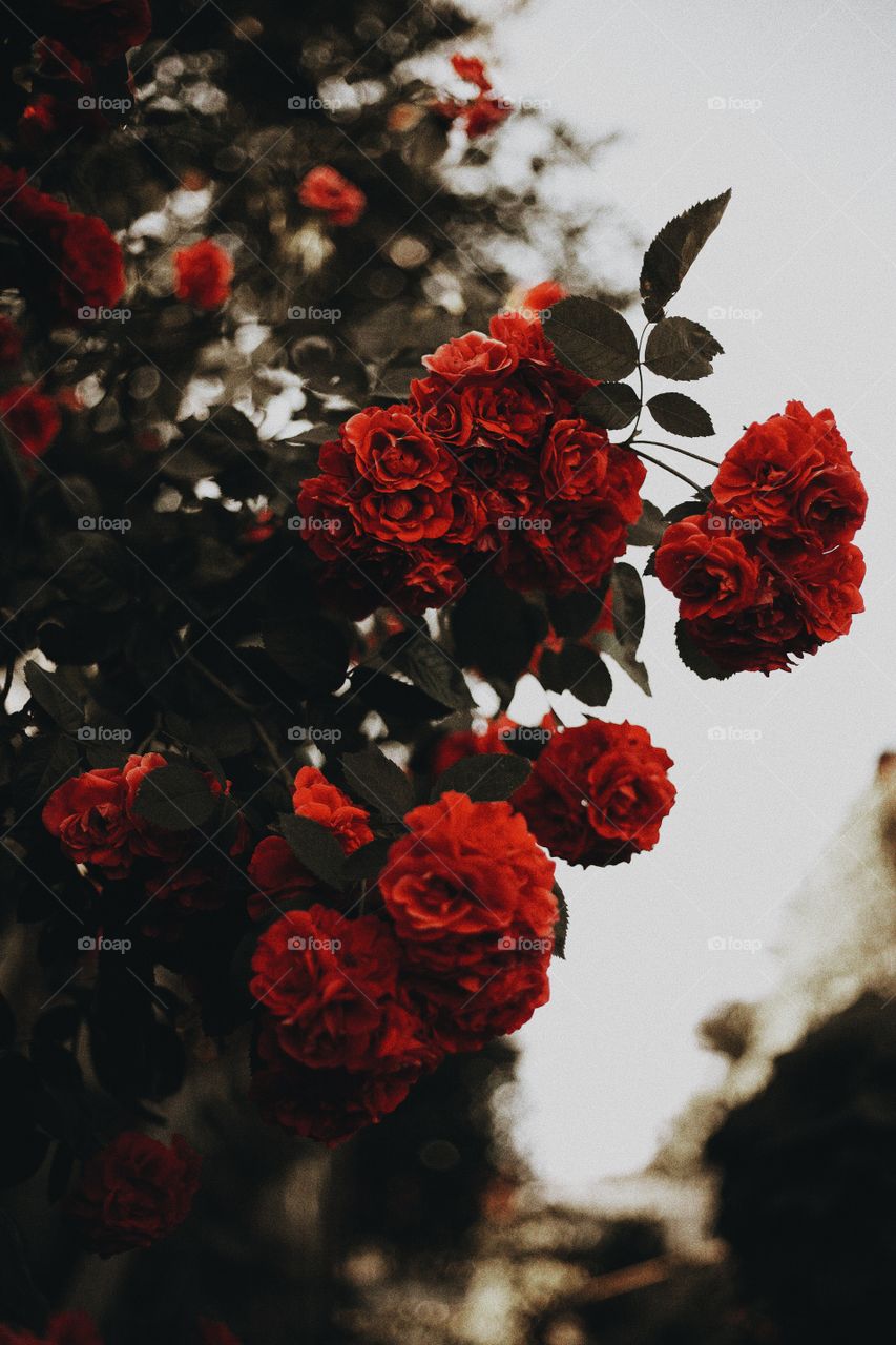 background image of red roses