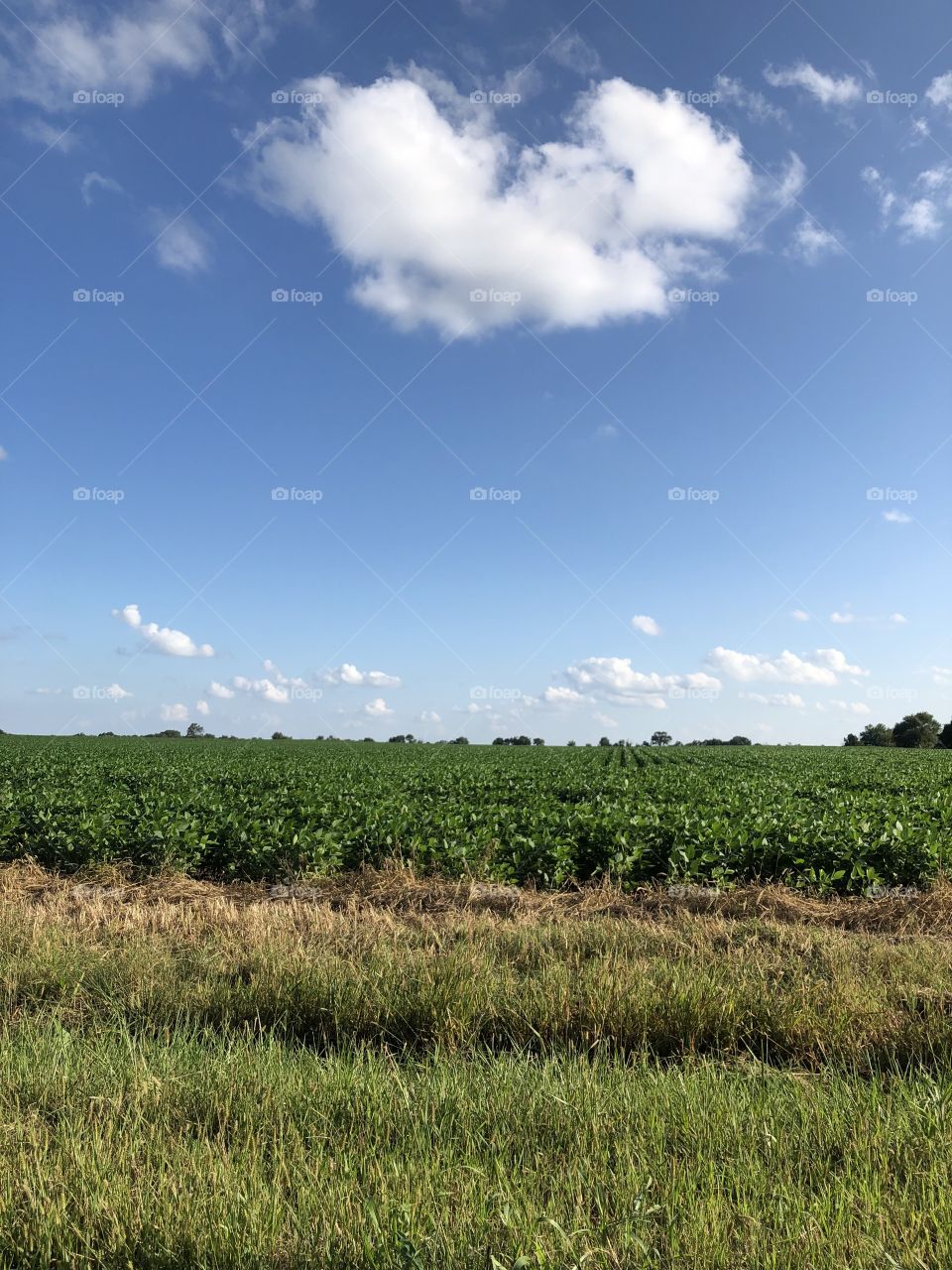 country field and heart cloud sky