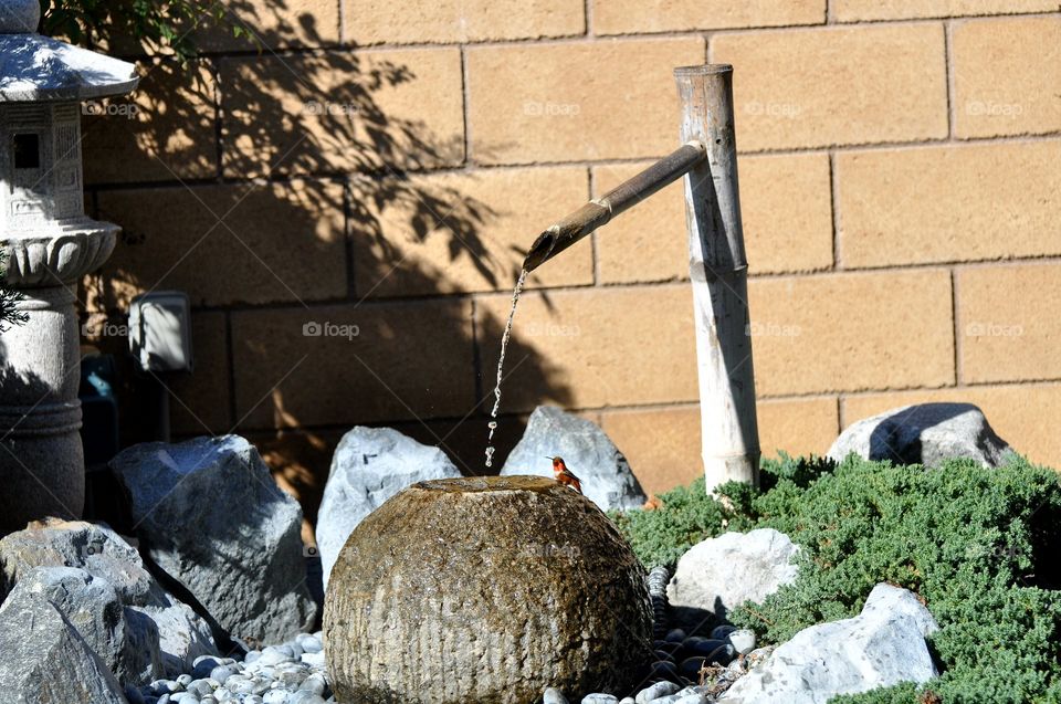 Hummingbird at water basin