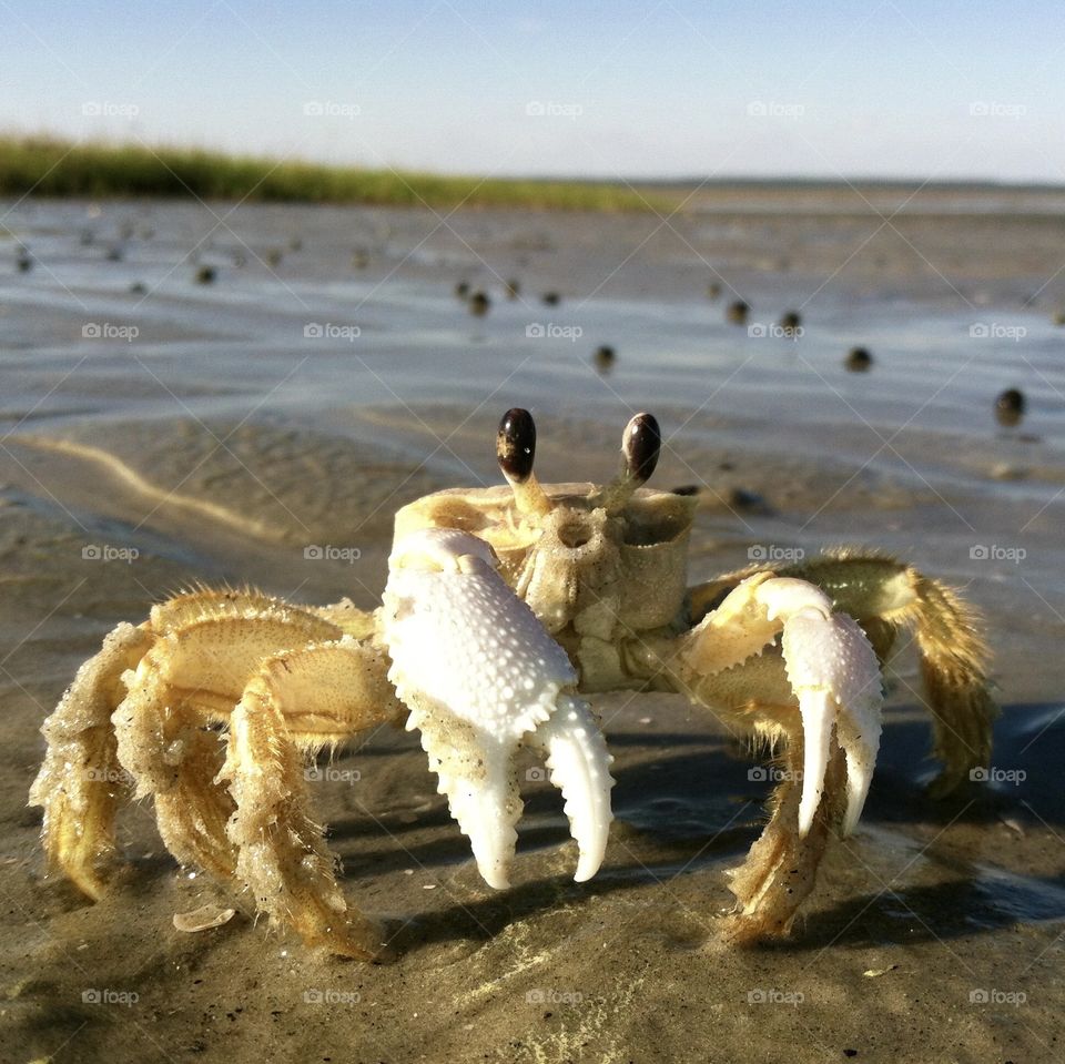 Mr. Crabby in Hilton Head Island