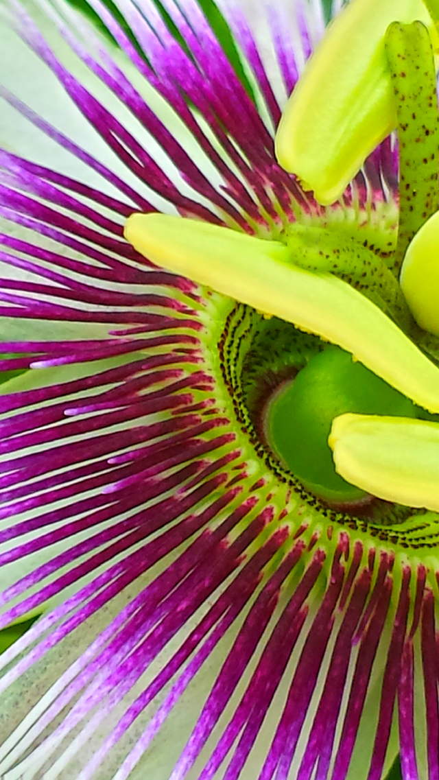 "Passion Flower Close Up"