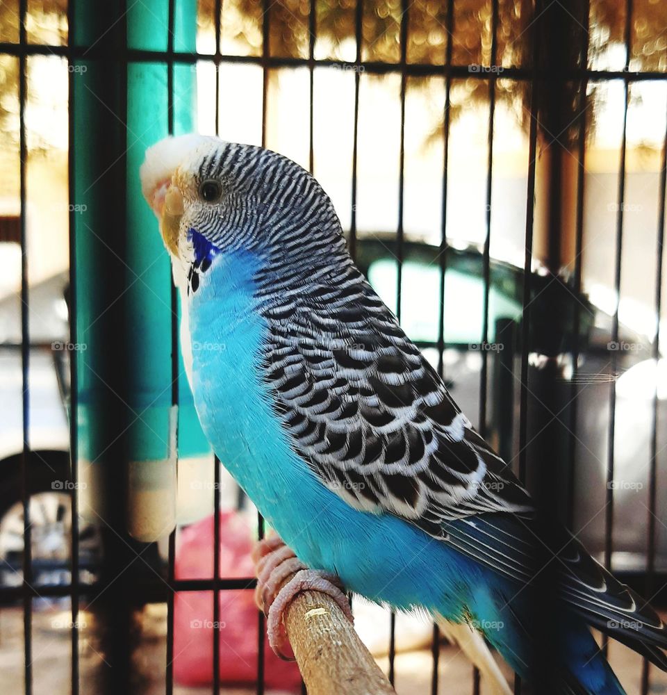 A captivating scene featuring two frogs in the midst of mating. One frog is blue, its vibrant color contrasting beautifully with the other frog, which is white. The blue frog stands out with its striking hue, while the white frog appears