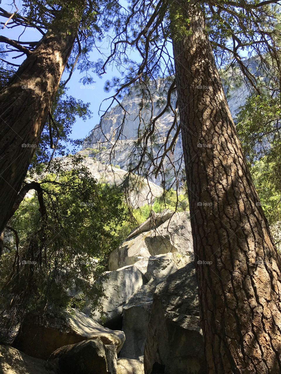 trees Yosemite