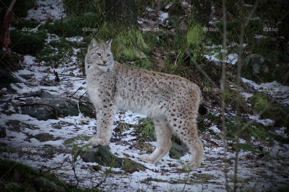 Full grown lynx out in the woods.