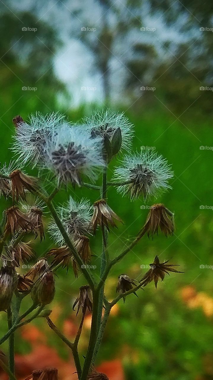 the most tiniest and most beautiful flower of all time