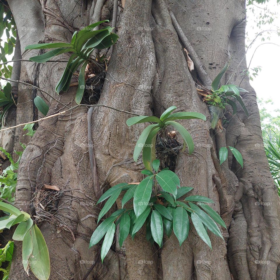 a large trunk of a banyan tree overgrown with other plants
