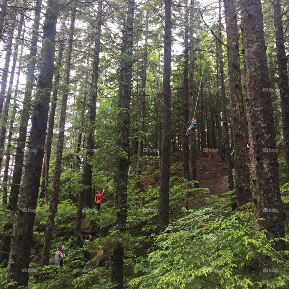 Tree swing in Juneau
