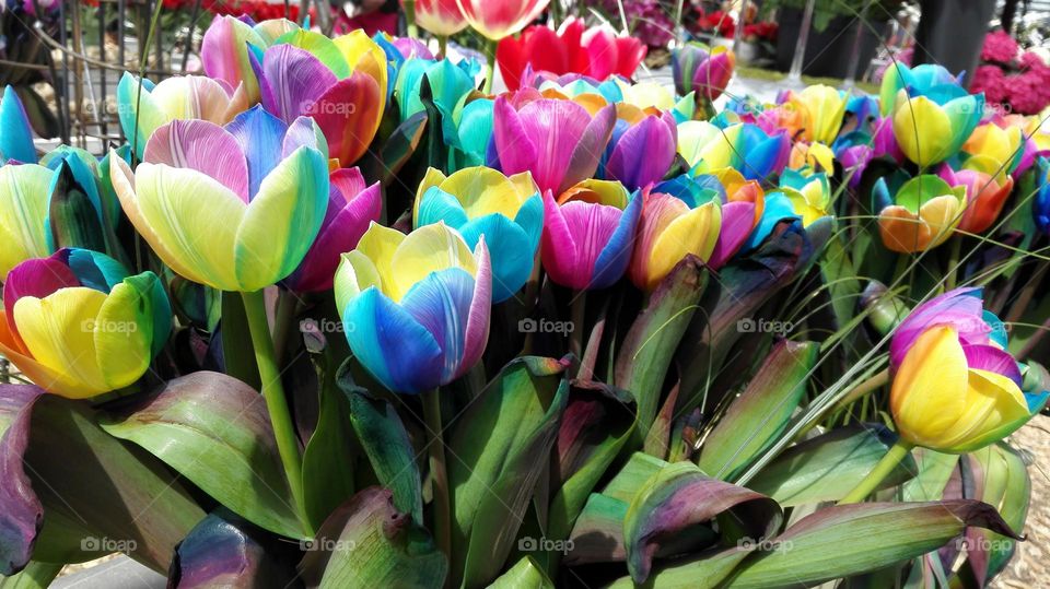 Tulips in Keukenhof garden in rainbow colours colo