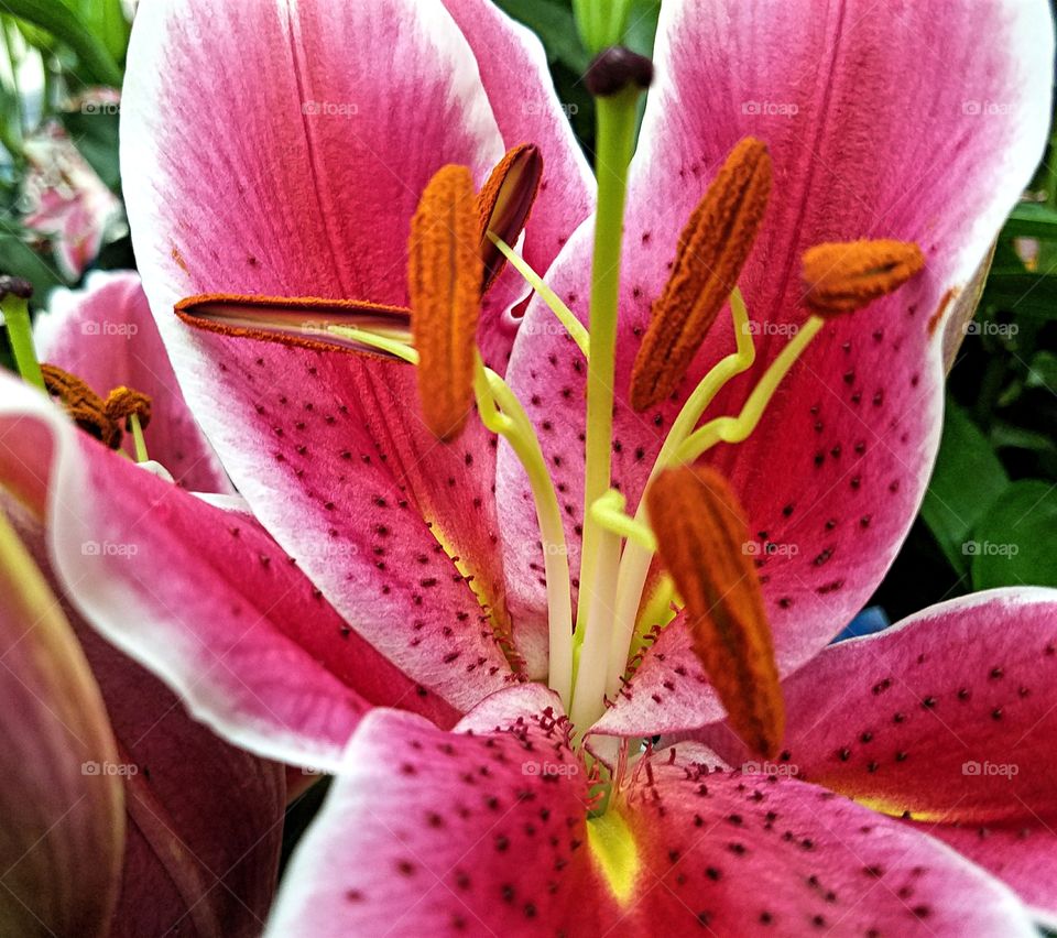 Star Gazer Lilly