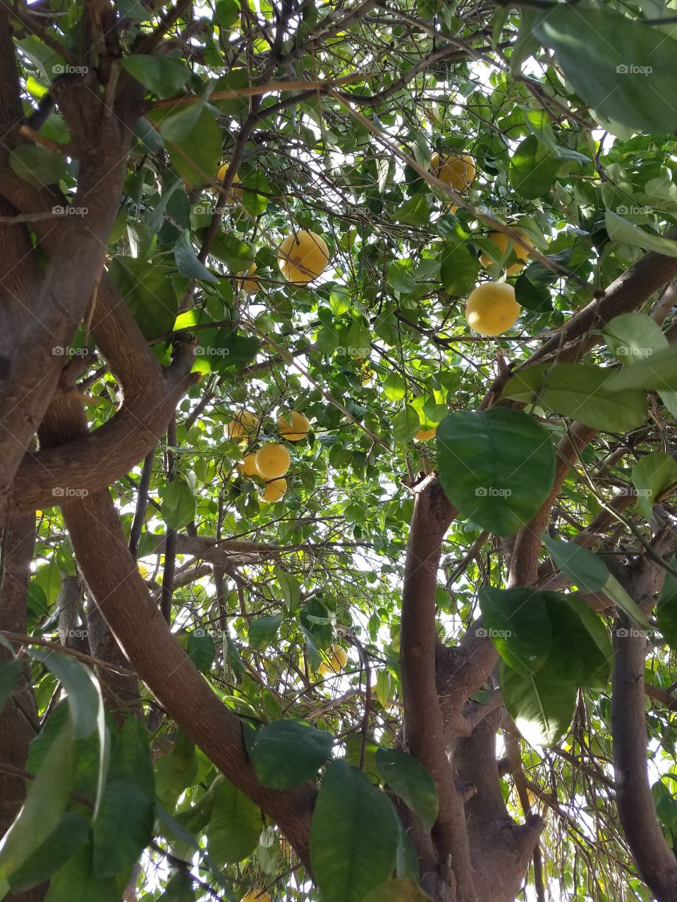 backyard grapefruit