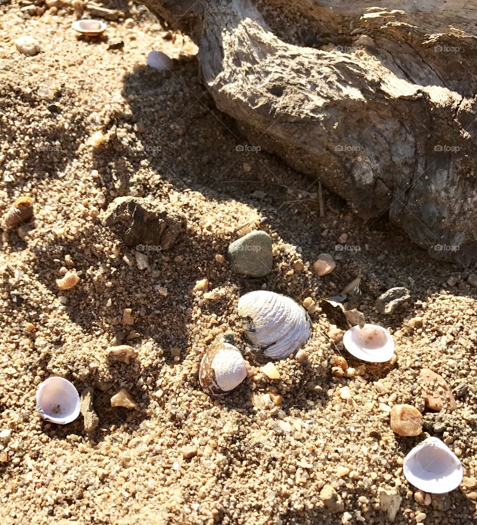 Shells near the driftwood