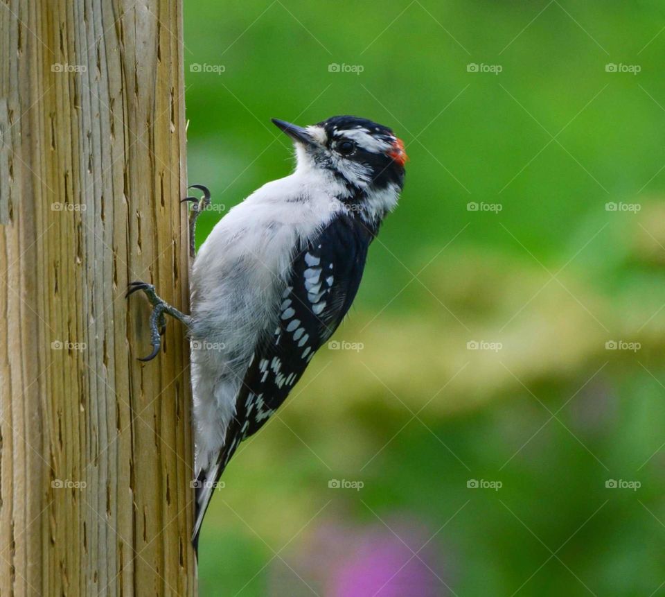 Bird, Wildlife, Woodpecker, Songbird, Nature