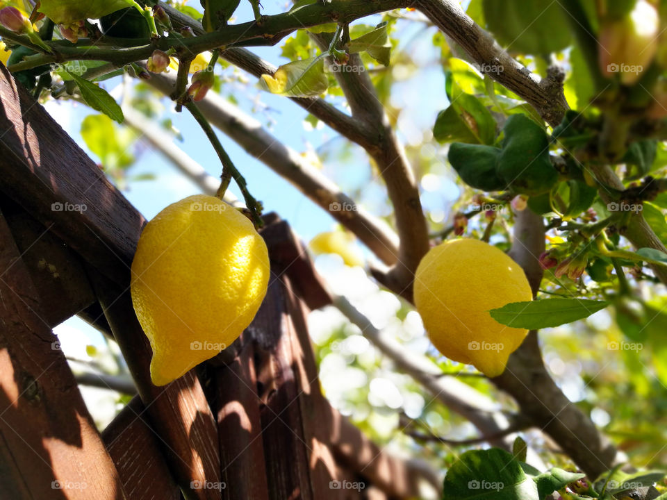 Lemon tree