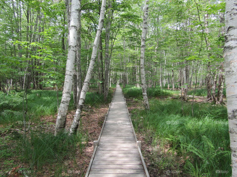 Jesup path on Acadia Mountain in Maine
