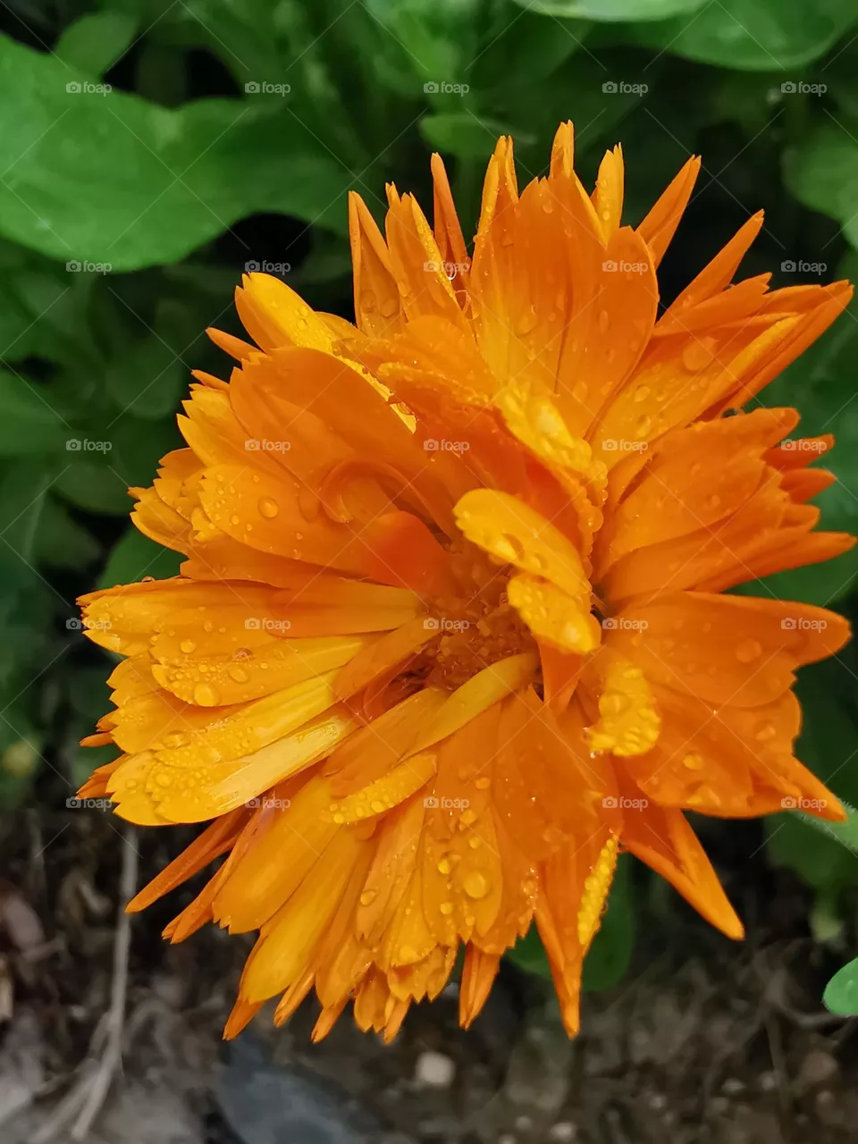 Beautifully dewed
