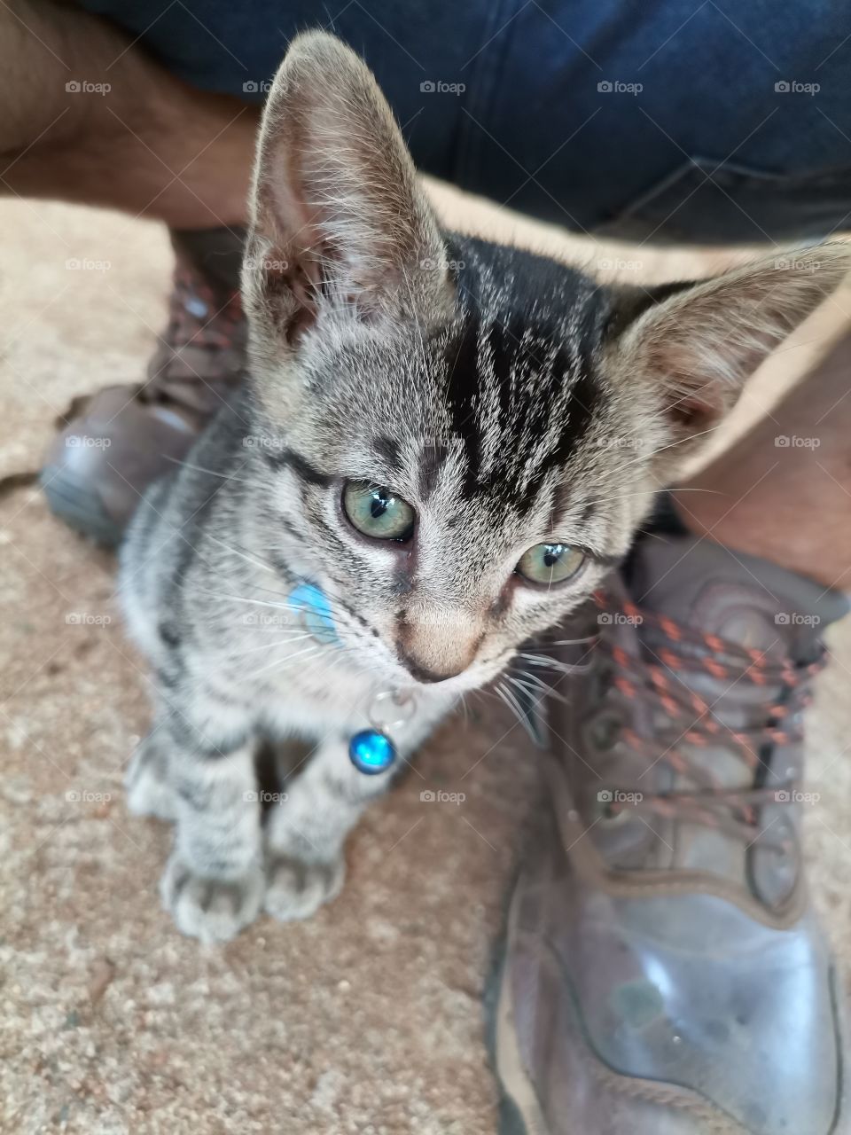 Kitten sitting under me