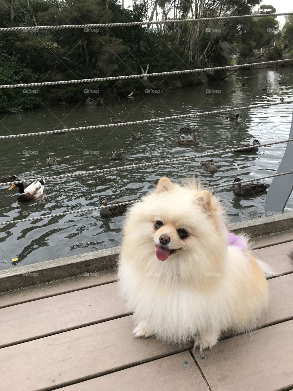 At the Duck Park
