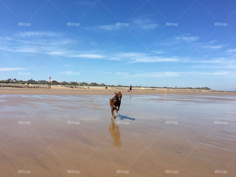 Happiness is ... running full pelt when the tide is out 