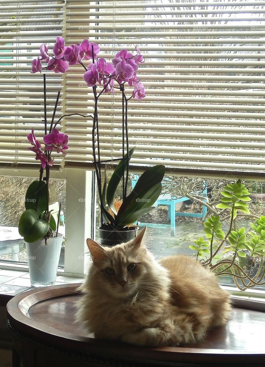 A cat before a window