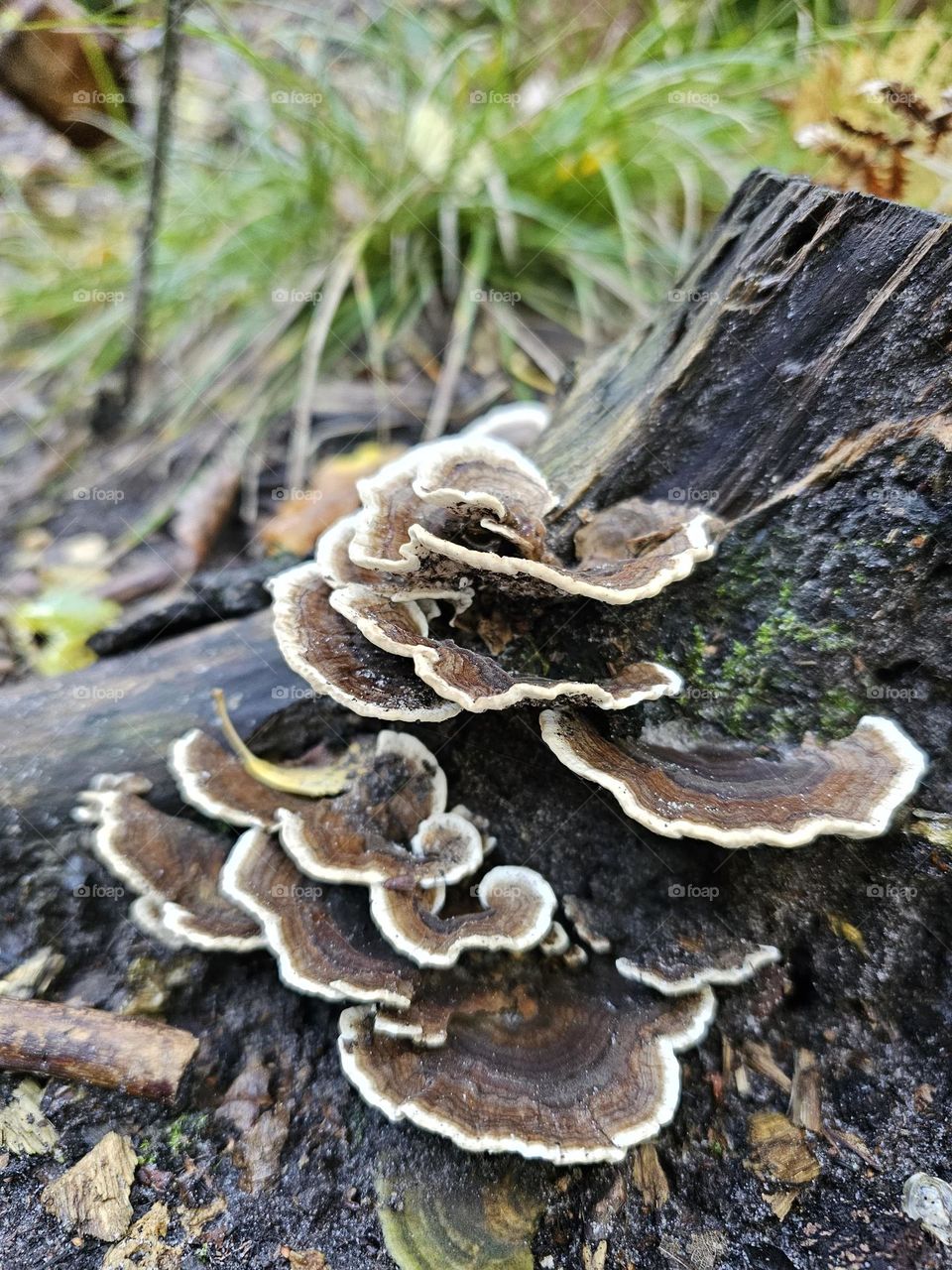 mushroom in the forest
