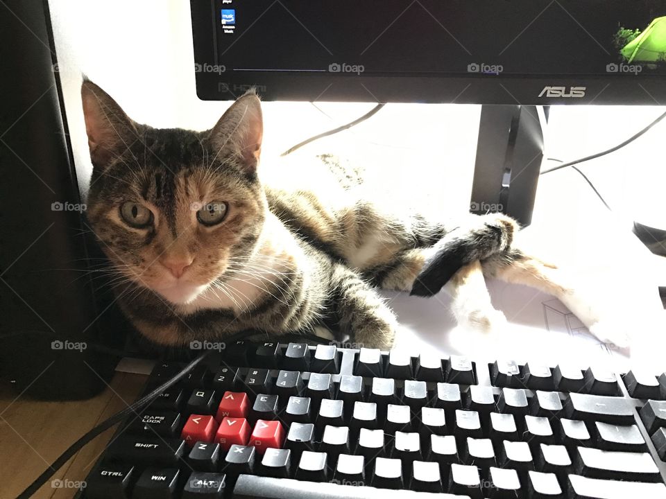 Keyboarded Kitty