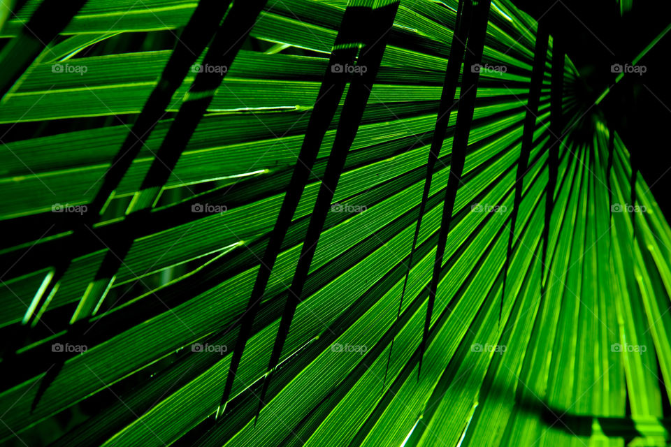 Illuminated palm leaves on the Canary Islands.