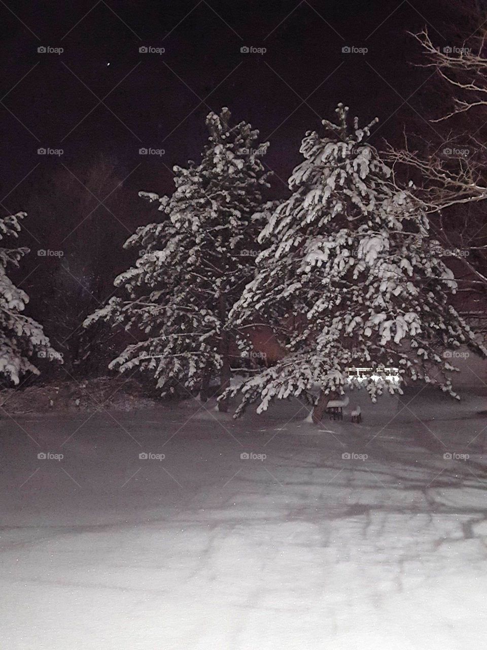 snowy pine trees