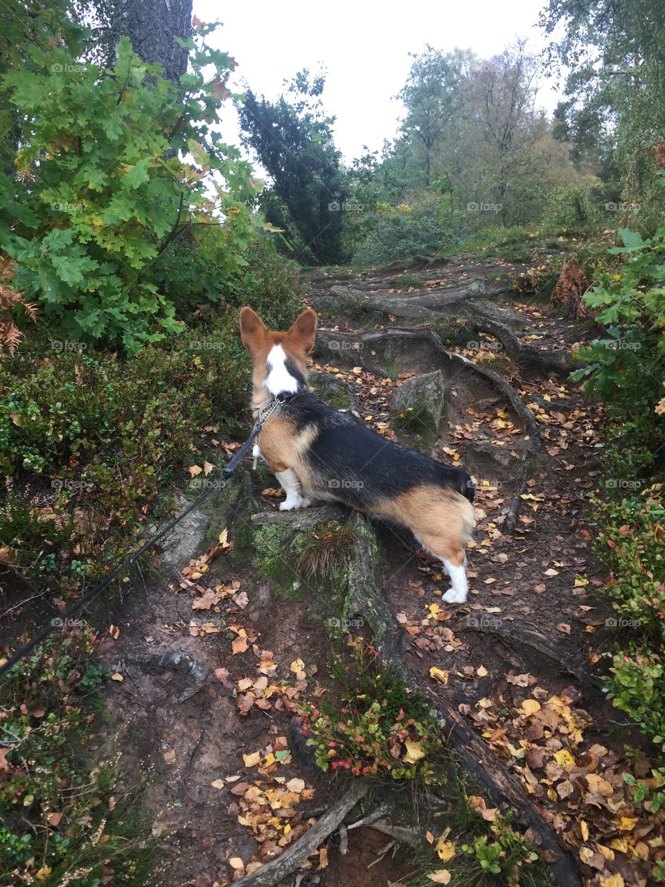 Dog on a hiking trail