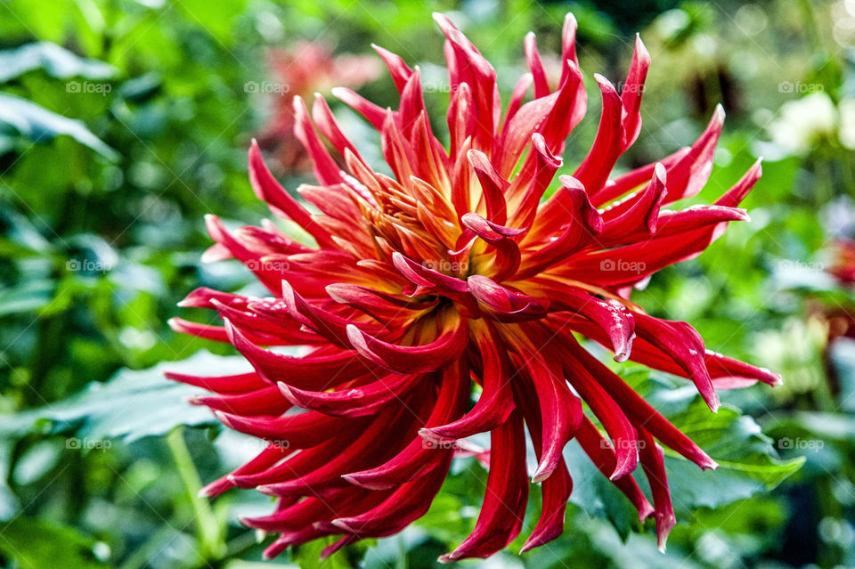 close-up of blooming flower