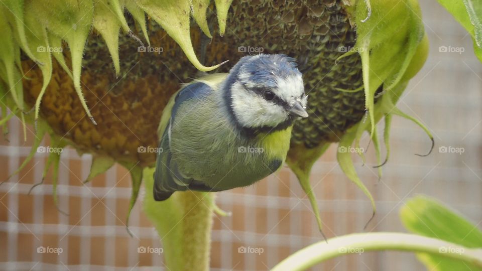 Bird feeding