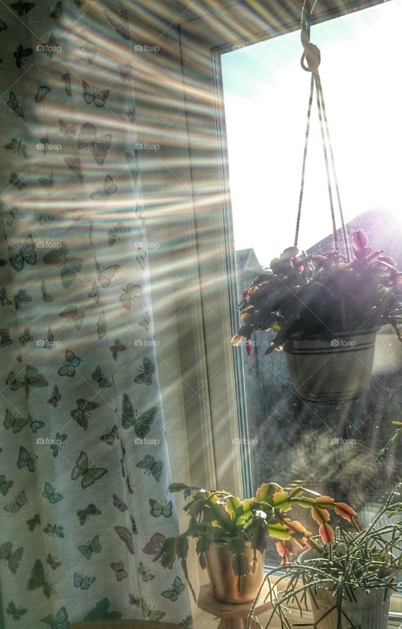 spring sun rays through the window . spring sun rays through the window 