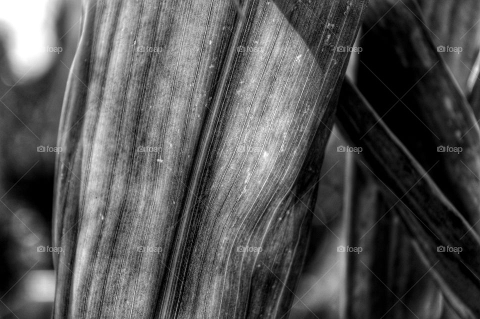 Wood, Nature, No Person, Old, Tree