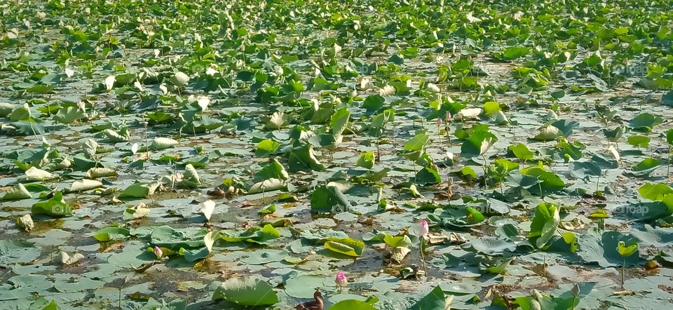 Beautiful Lotus leaves