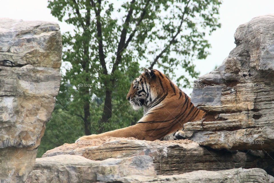 tiger between the rocks. I saw a tiger lyinh high between the rocks on a safari tour in the wild animal zoo, china.