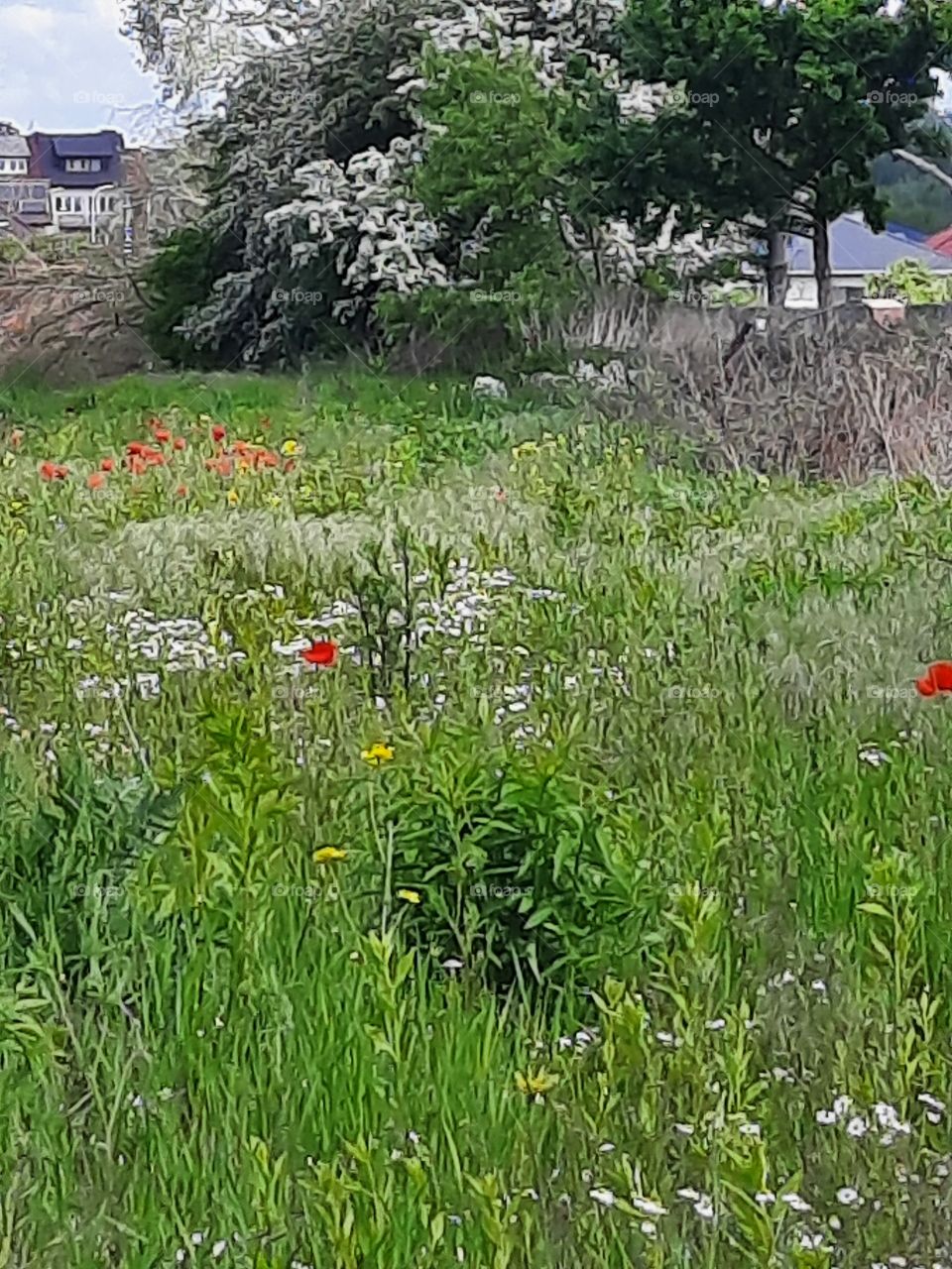 wild spring meadow with poppies