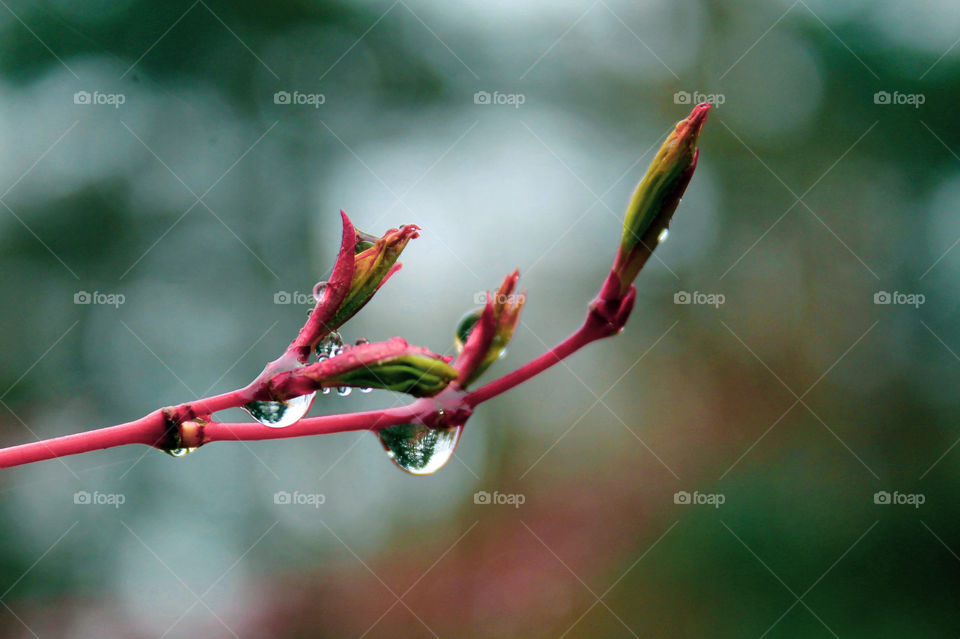 The wonder & beauty of Nature! It had just rained & drops had collected on my coral barked Japanese maple. These tiny spherical droplets are reflecting the giant fir trees behind this tiny maple. 💧
