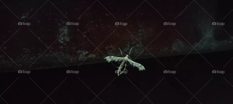 Insect