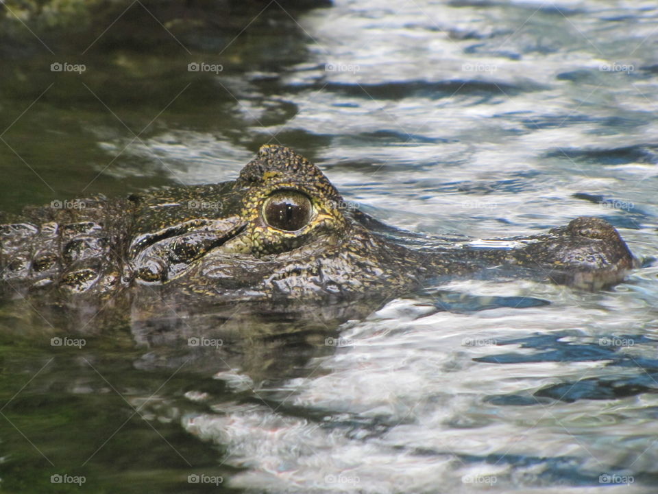 Alligator, nature, Brazil, environment, animal, wild, watching