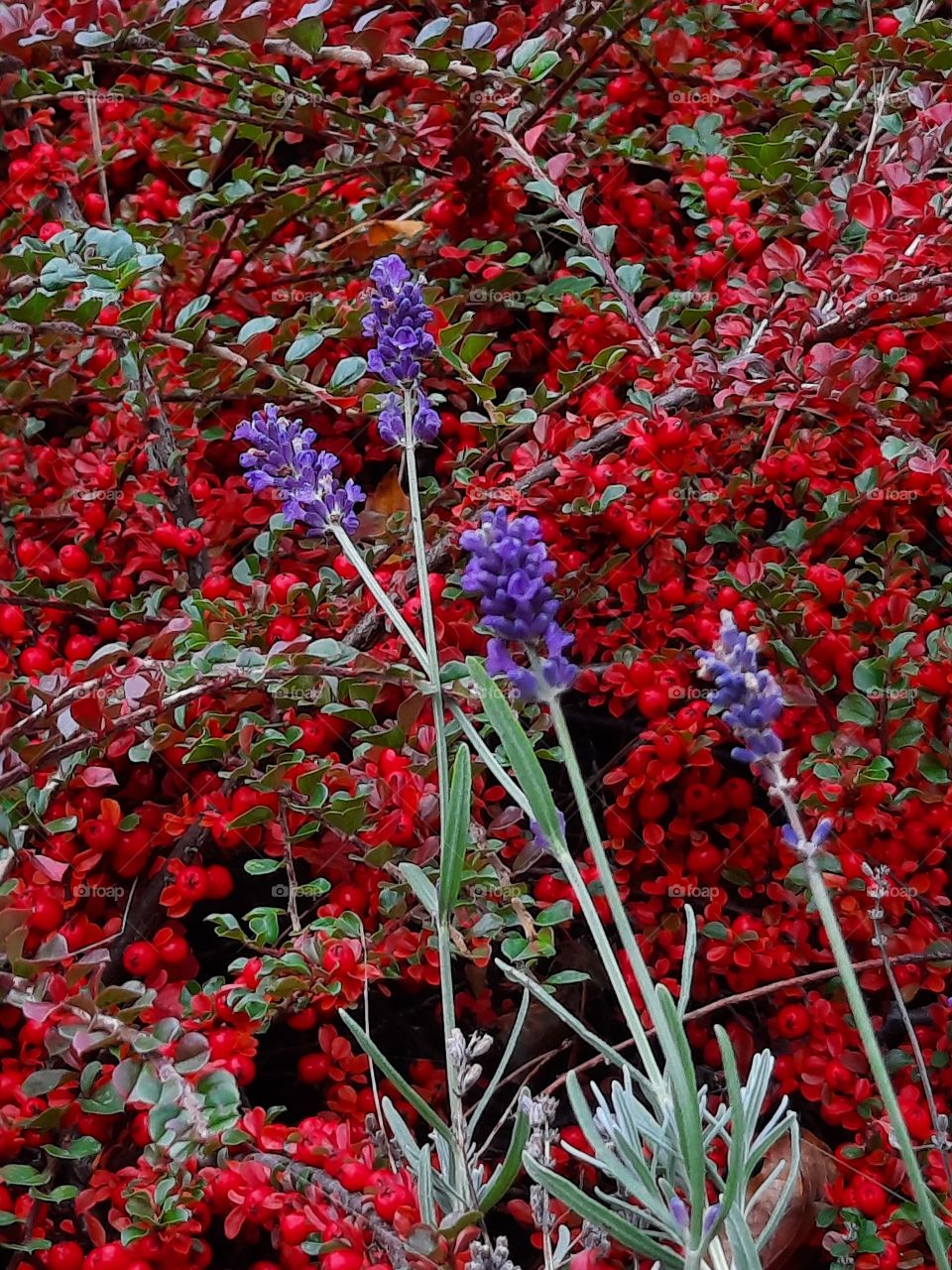 lavender flowers on red cotoneaster background