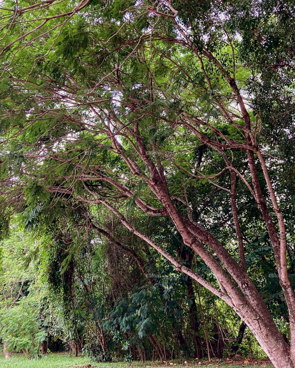 Ô, que beleza!
Uma sombra tão gostosa para refrescar a tarde quente…
Plantar árvores deveria ser obrigação dos municípios 