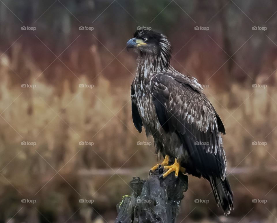 Very young eagle