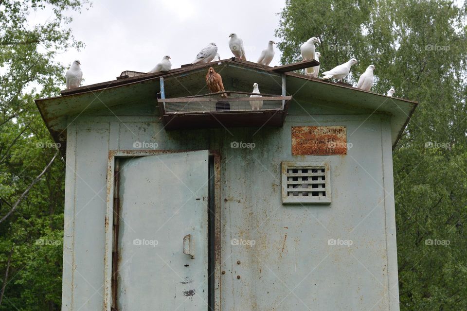 birds dives house geometric shapes